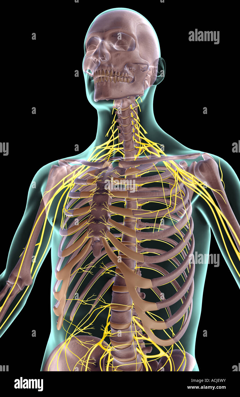 The nerves of the upper body Stock Photo - Alamy