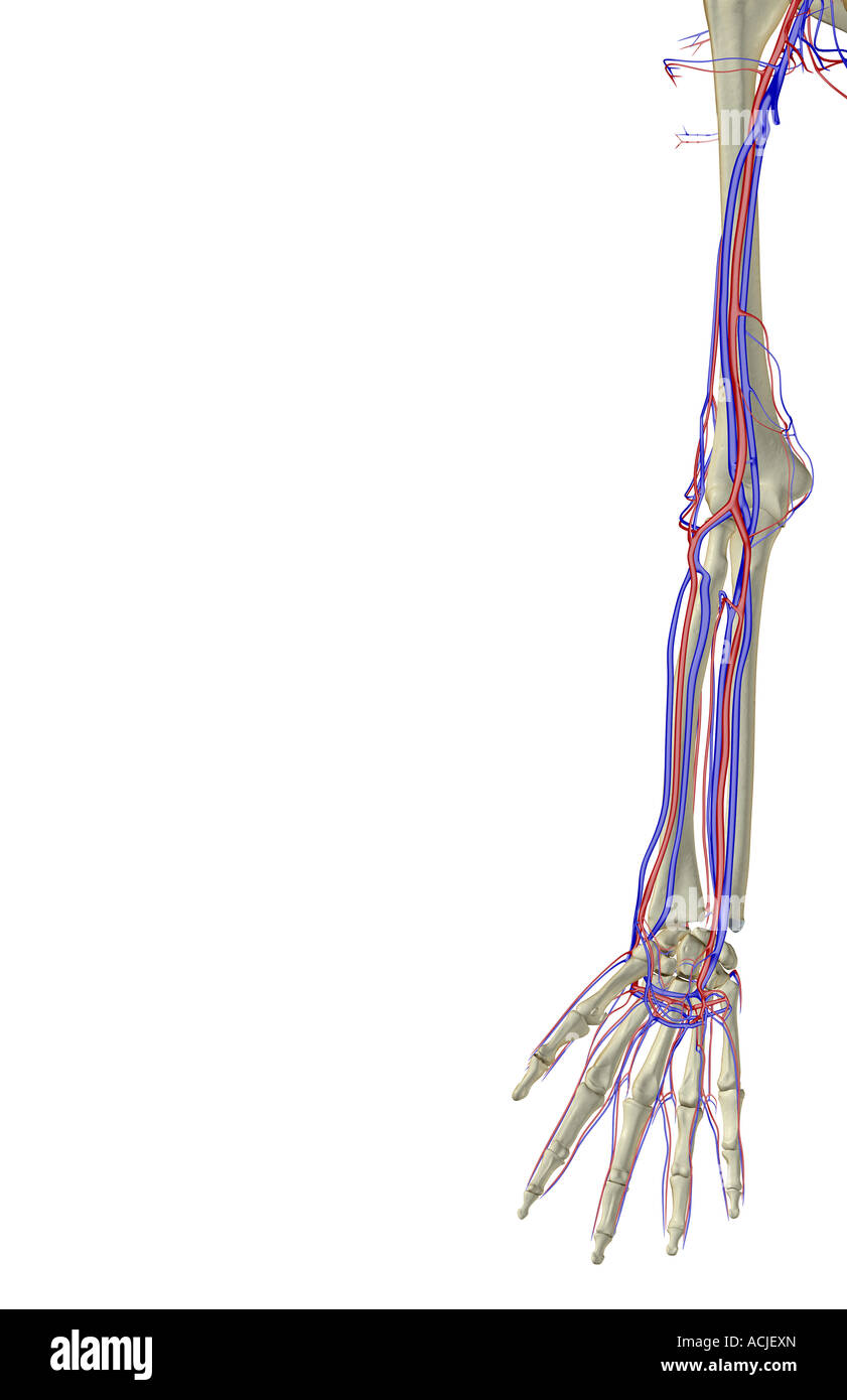 The blood supply of the upper limb Stock Photo
