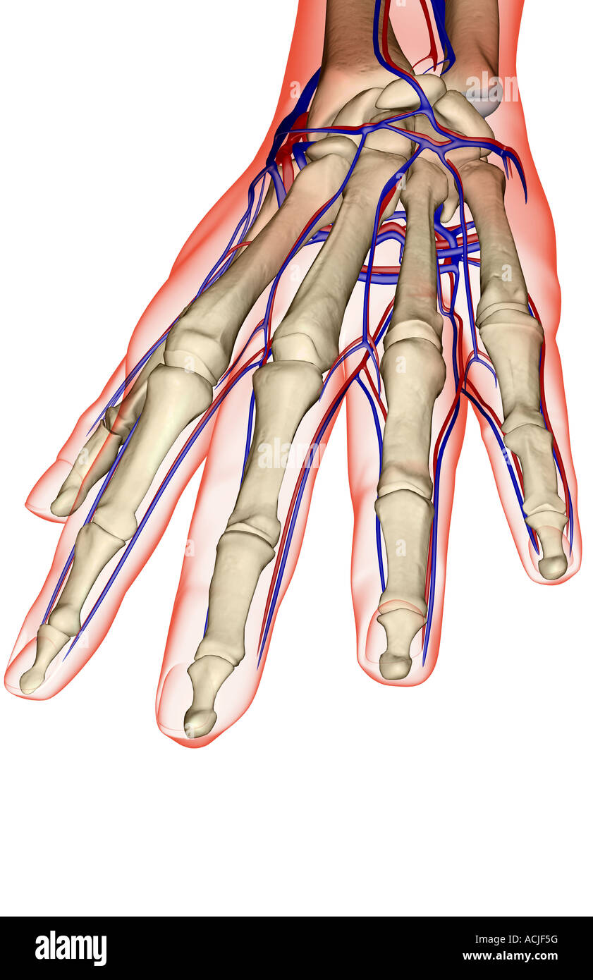 The blood supply of the hand Stock Photo