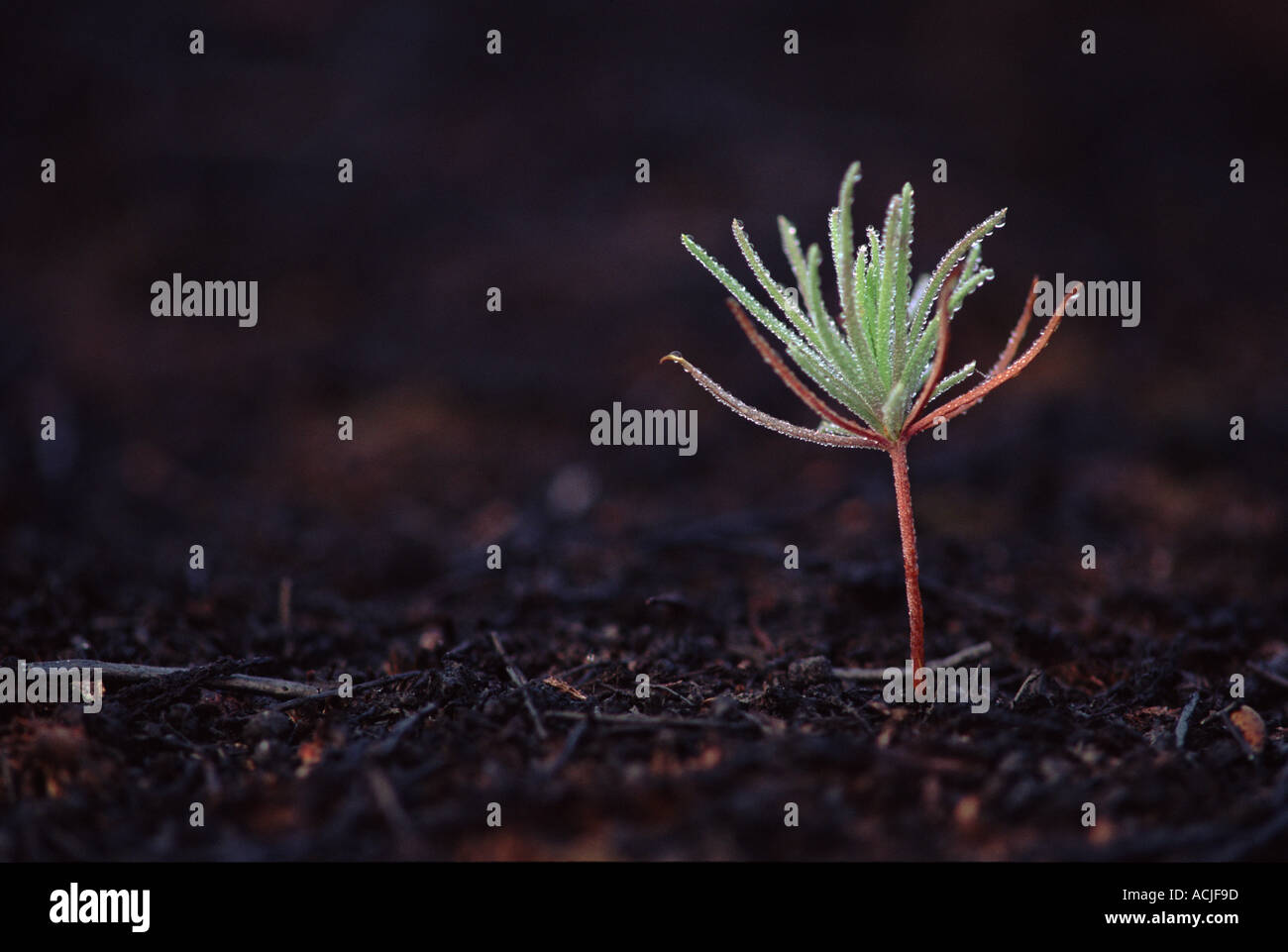 Coniferous tree seedling two months after heathland fire Kalmthout Belgium Europe Stock Photo