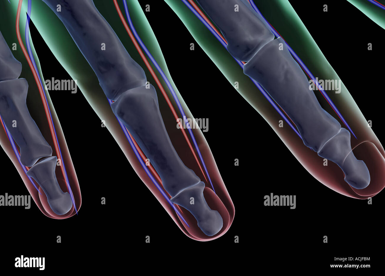 The blood supply of the fingers Stock Photo