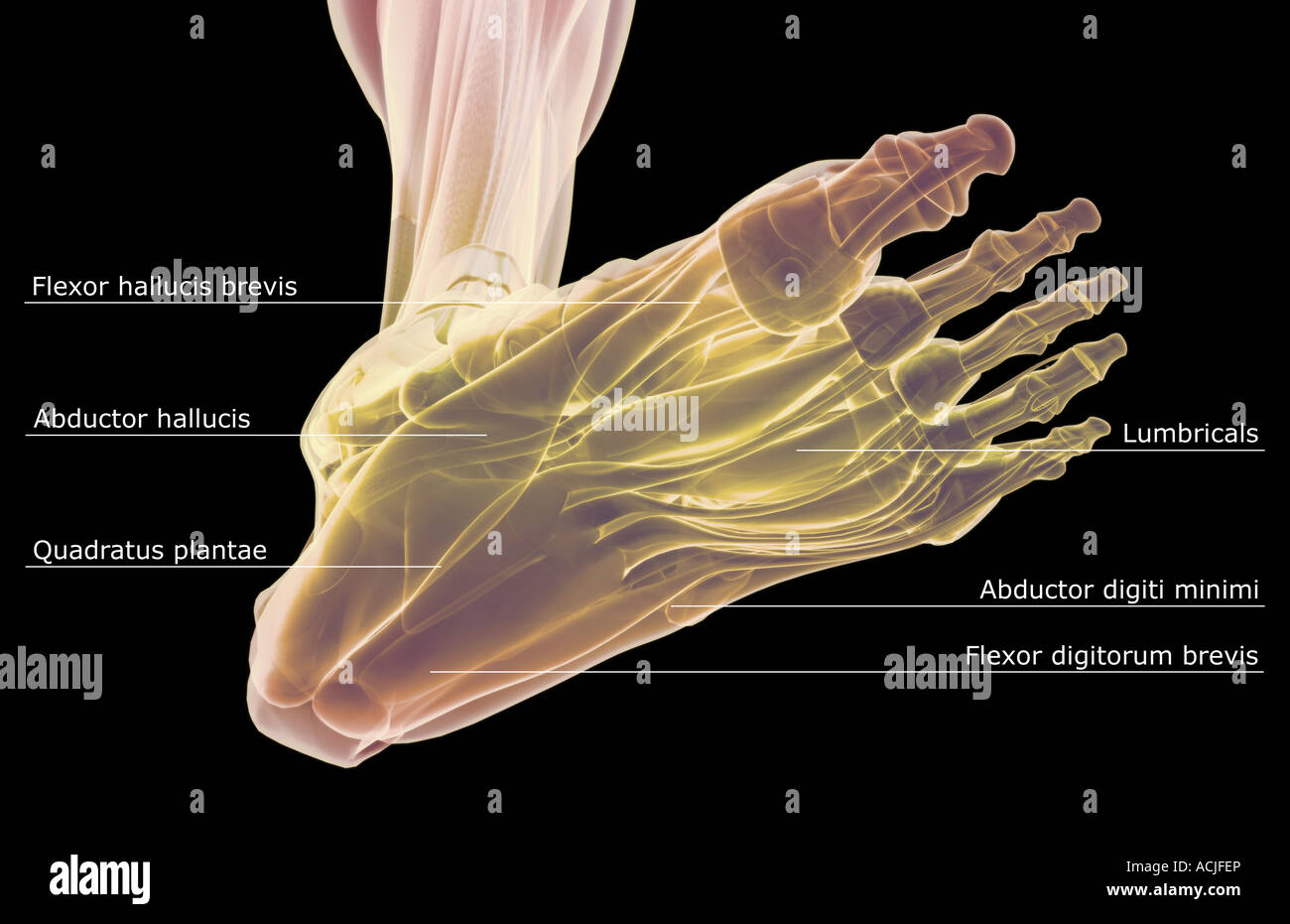 The muscles of the foot Stock Photo Biology Diagrams