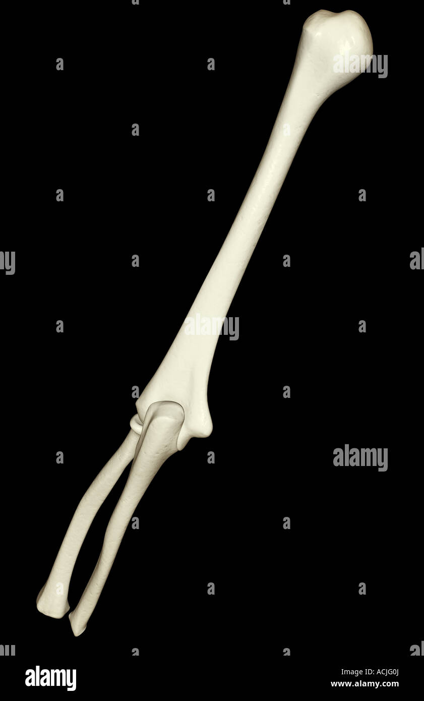 Human Arm Bones Black Background Stock Photos & Human Arm Bones Black