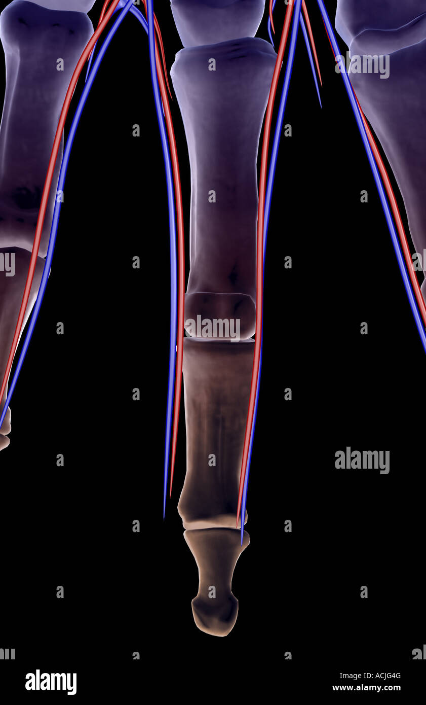 The blood supply of the fingers Stock Photo