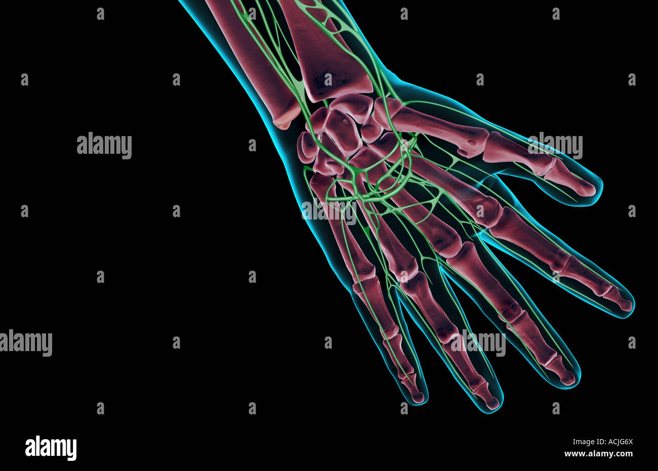 The lymph supply of the hand Stock Photo - Alamy