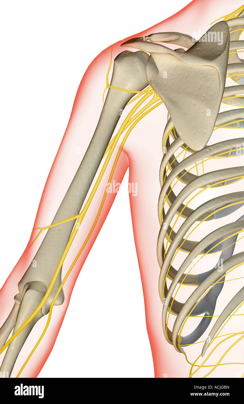 The nerves of the shoulder Stock Photo - Alamy
