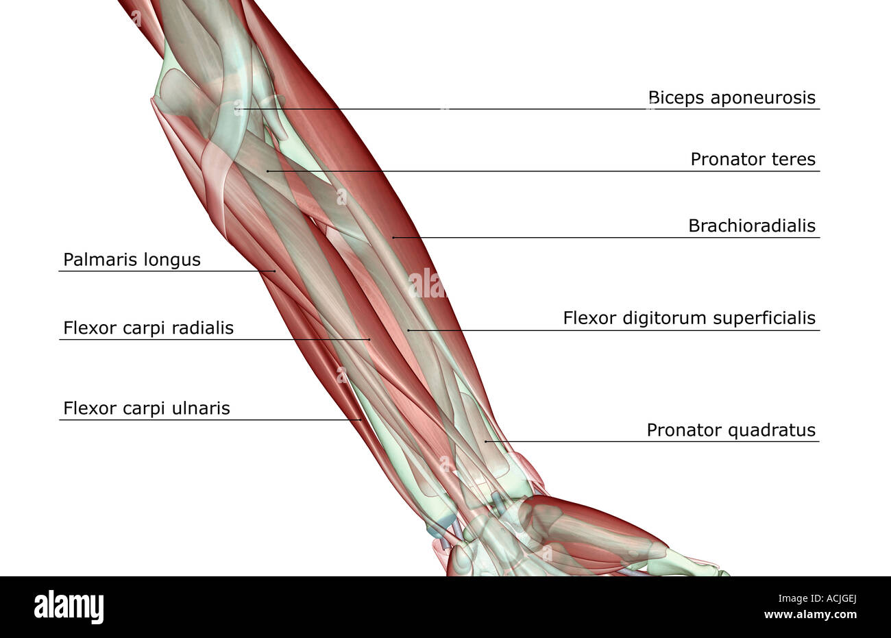 Forearm musculoskeleton Stock Photo