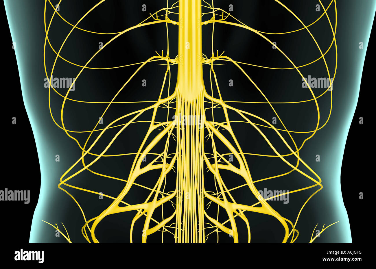 The nerves of the lower back Stock Photo Alamy