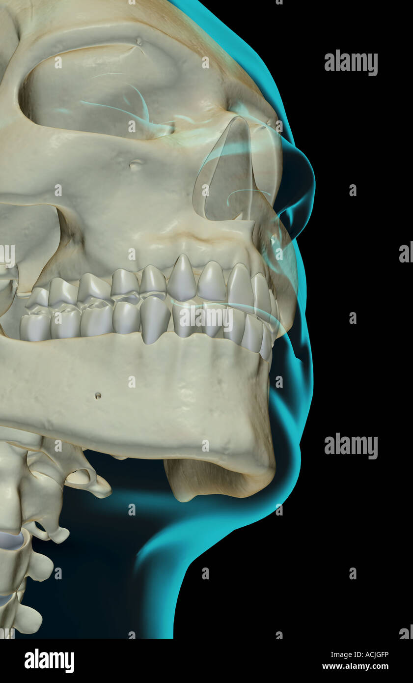 The bones of the jaw Stock Photo - Alamy