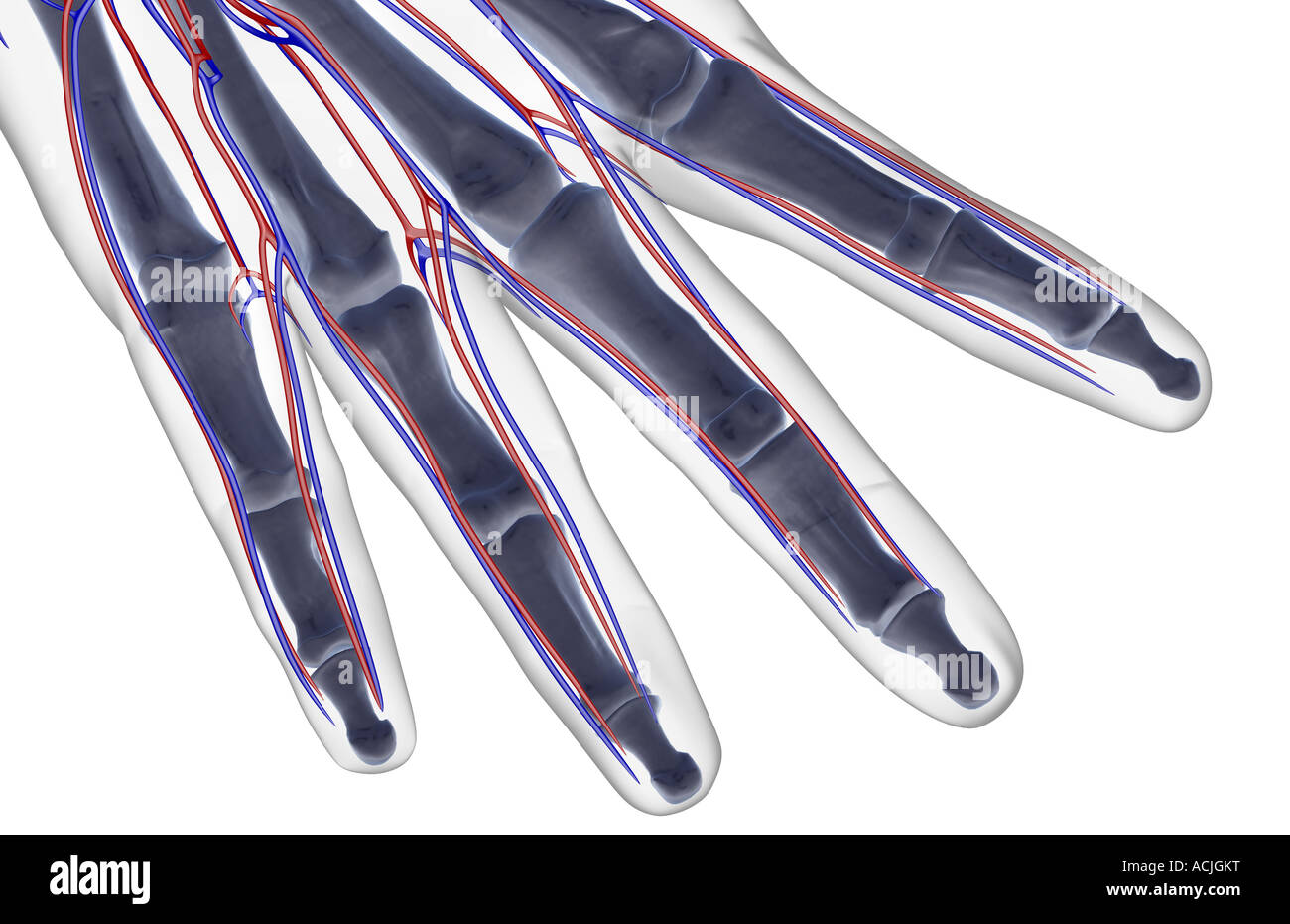 The blood supply of the fingers Stock Photo