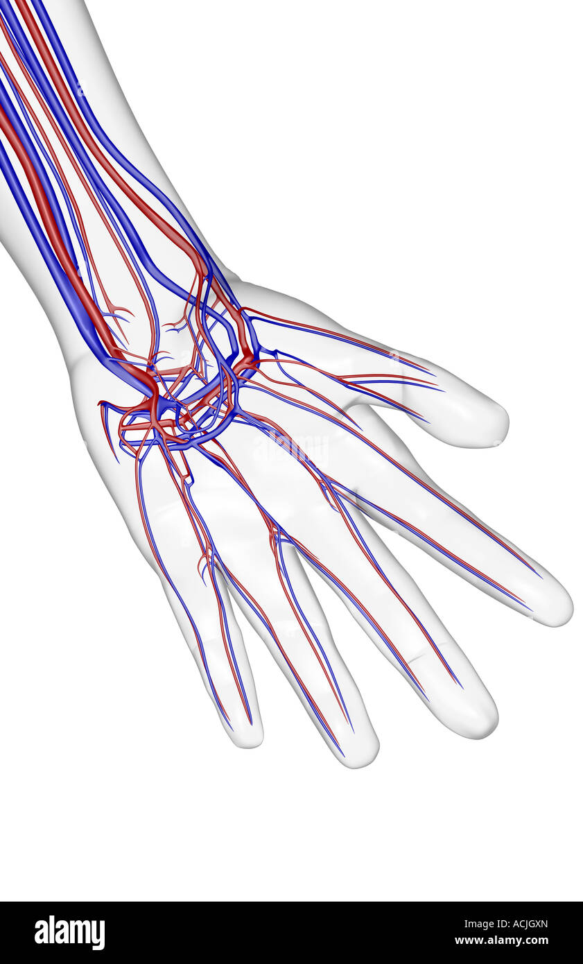 The blood supply of the hand Stock Photo