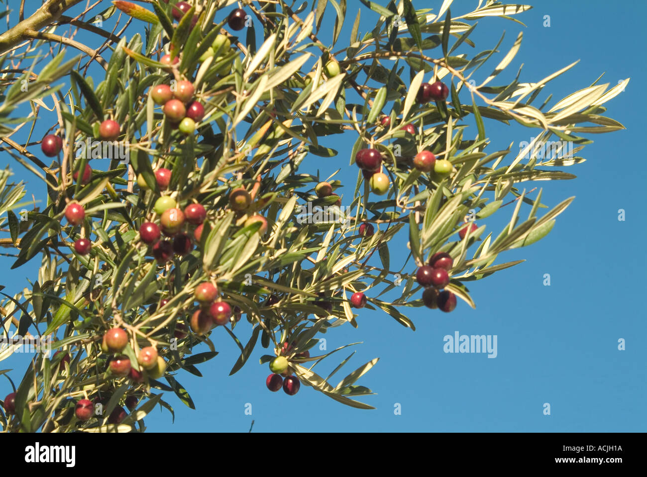 Ripening olives on tree Stock Photo