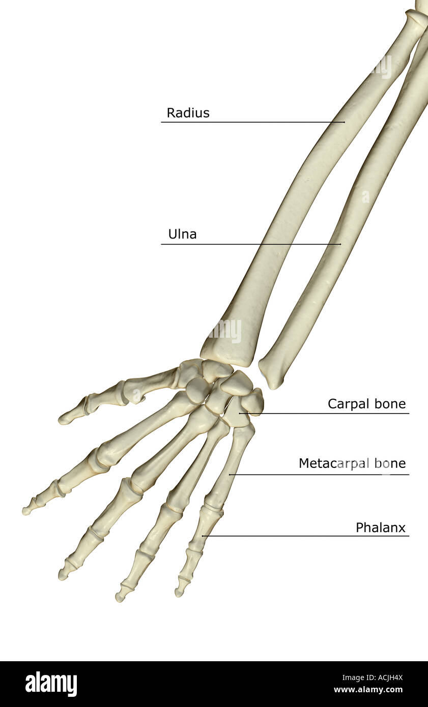 Forearm Bones High Resolution Stock Photography and Images - Alamy