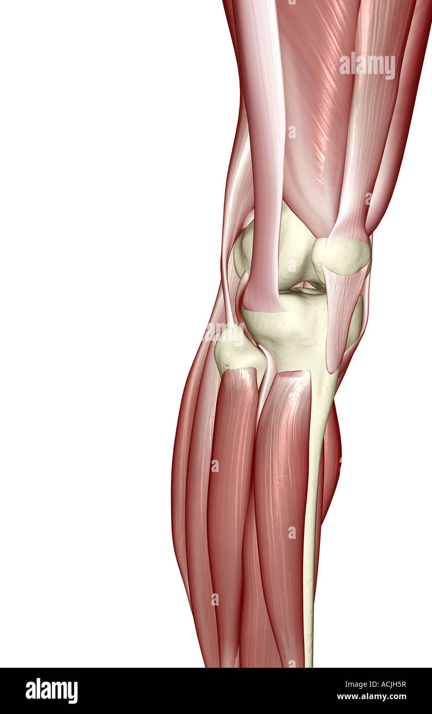 Knee muscles diagram