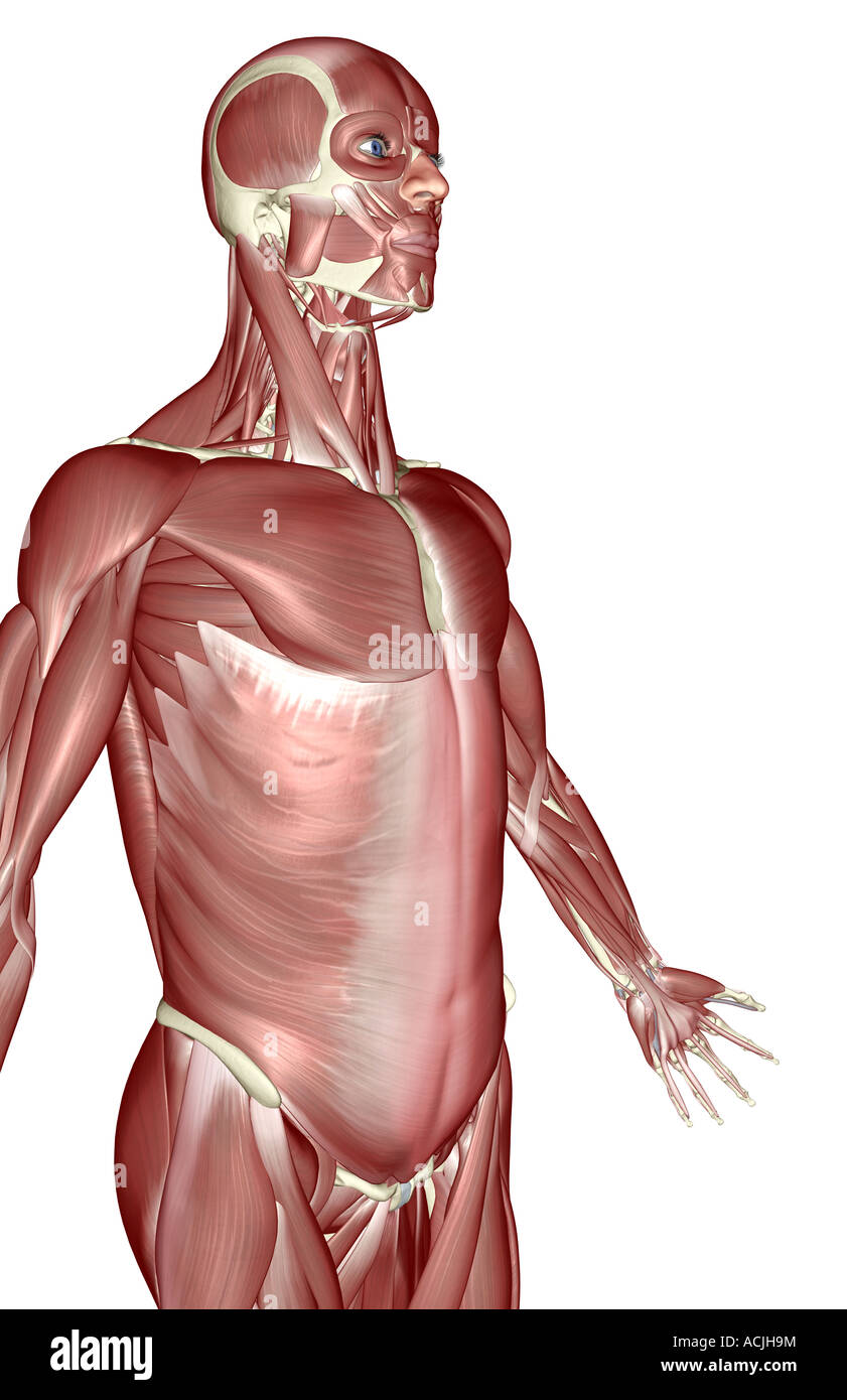 The muscles of the upper body Stock Photo - Alamy