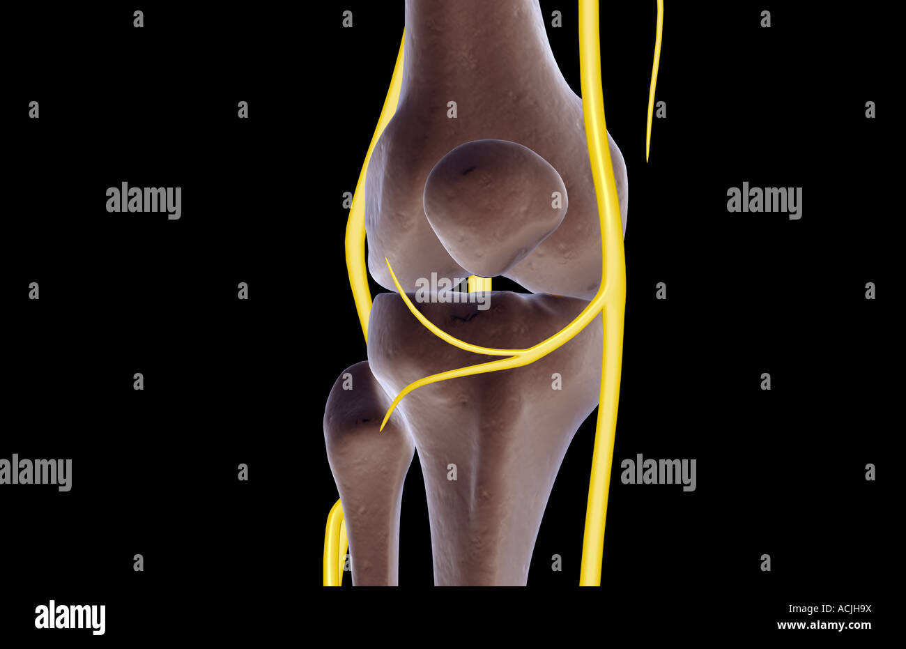 The nerves of the knee Stock Photo Alamy