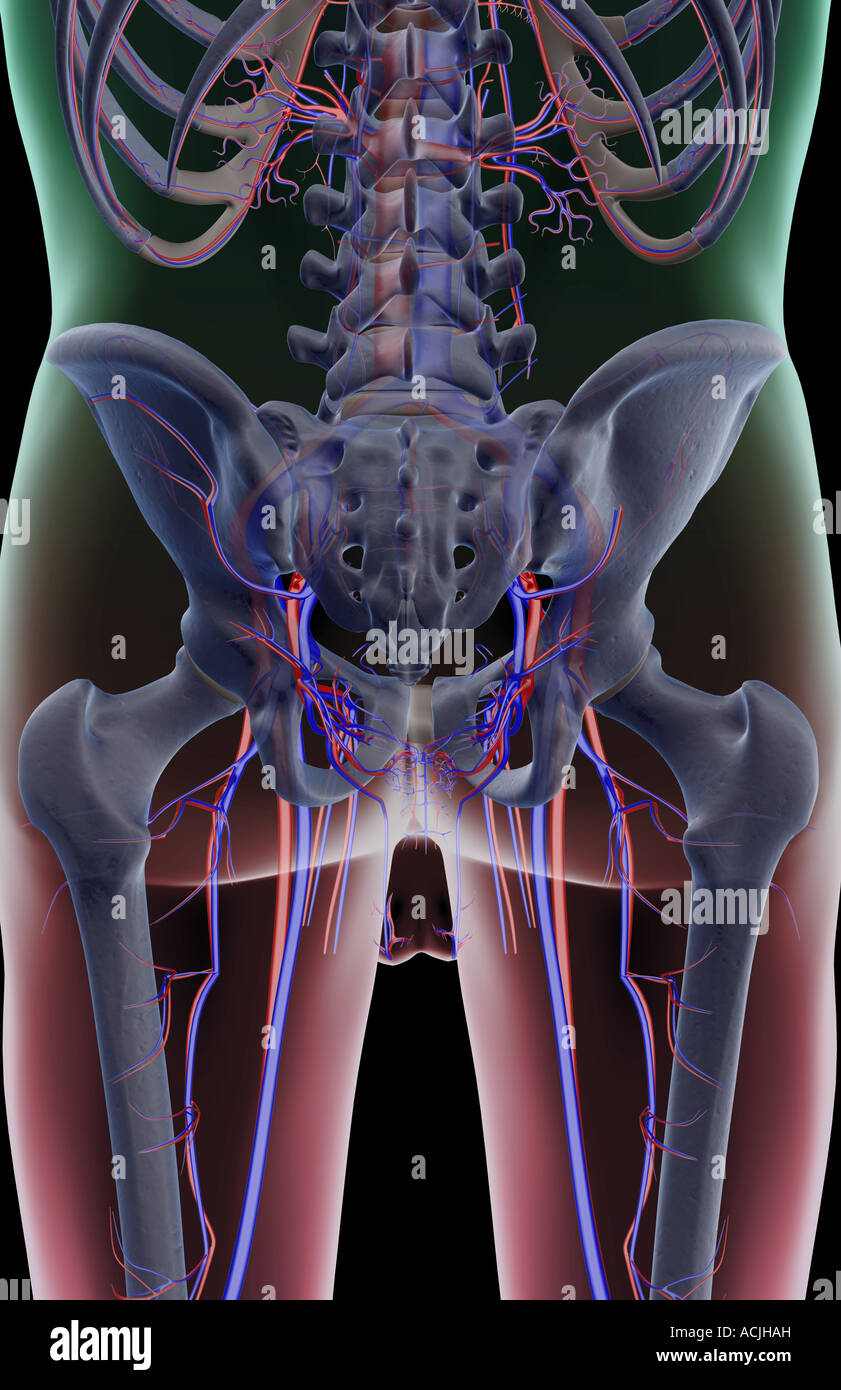 The blood supply of the pelvis Stock Photo