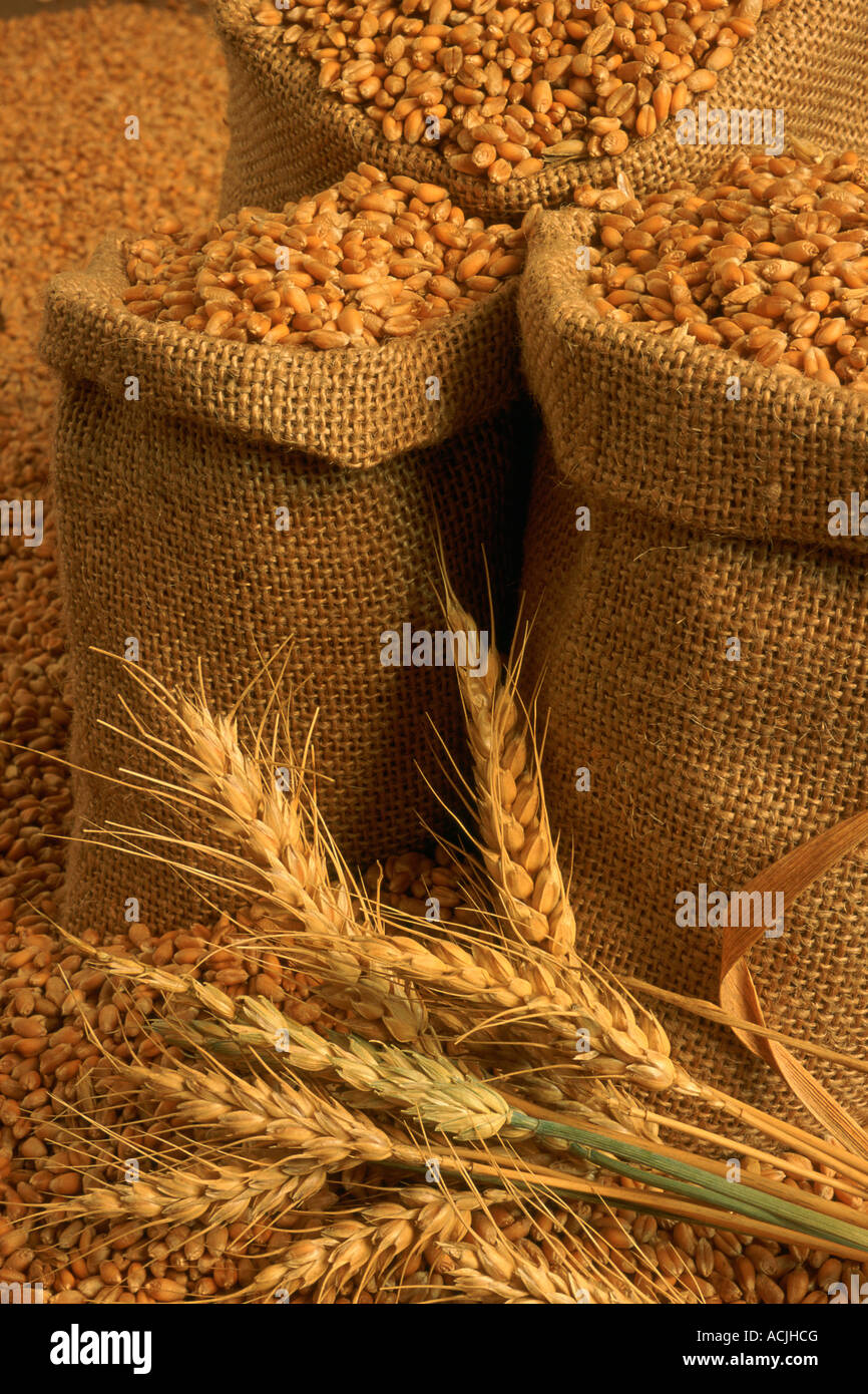 Ears of wheat in front of bags of wheat Stock Photo