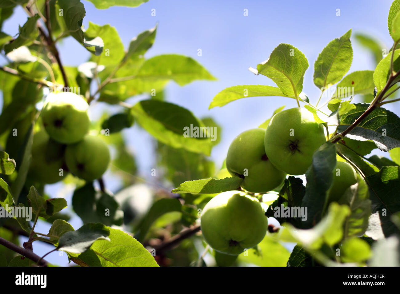 Apples on a tree Stock Photo - Alamy