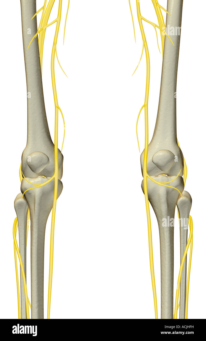 Saphenous nerve hires stock photography and images Alamy