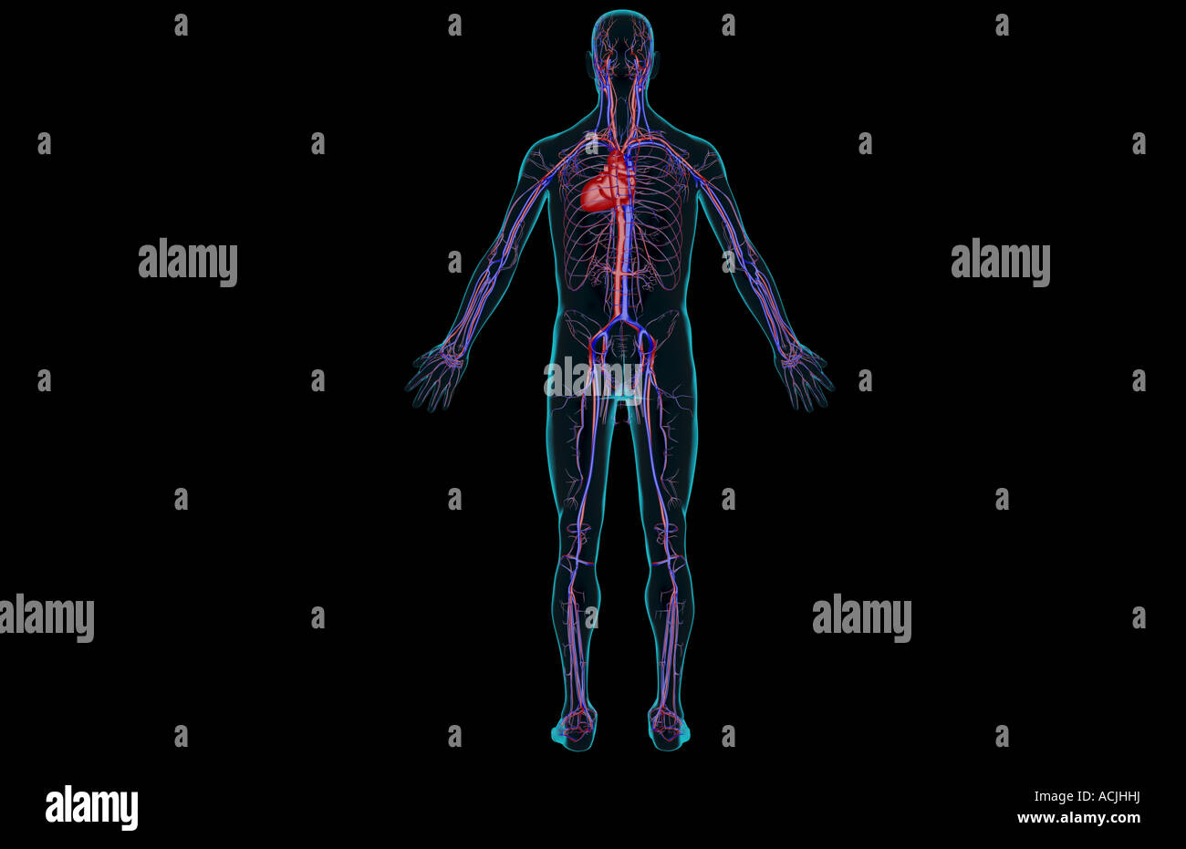 The vascular system Stock Photo