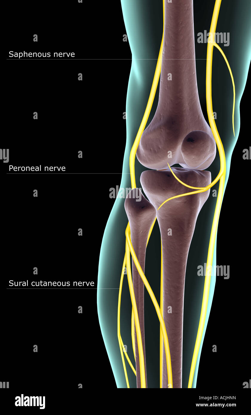 The nerve supply of the knee Stock Photo Alamy