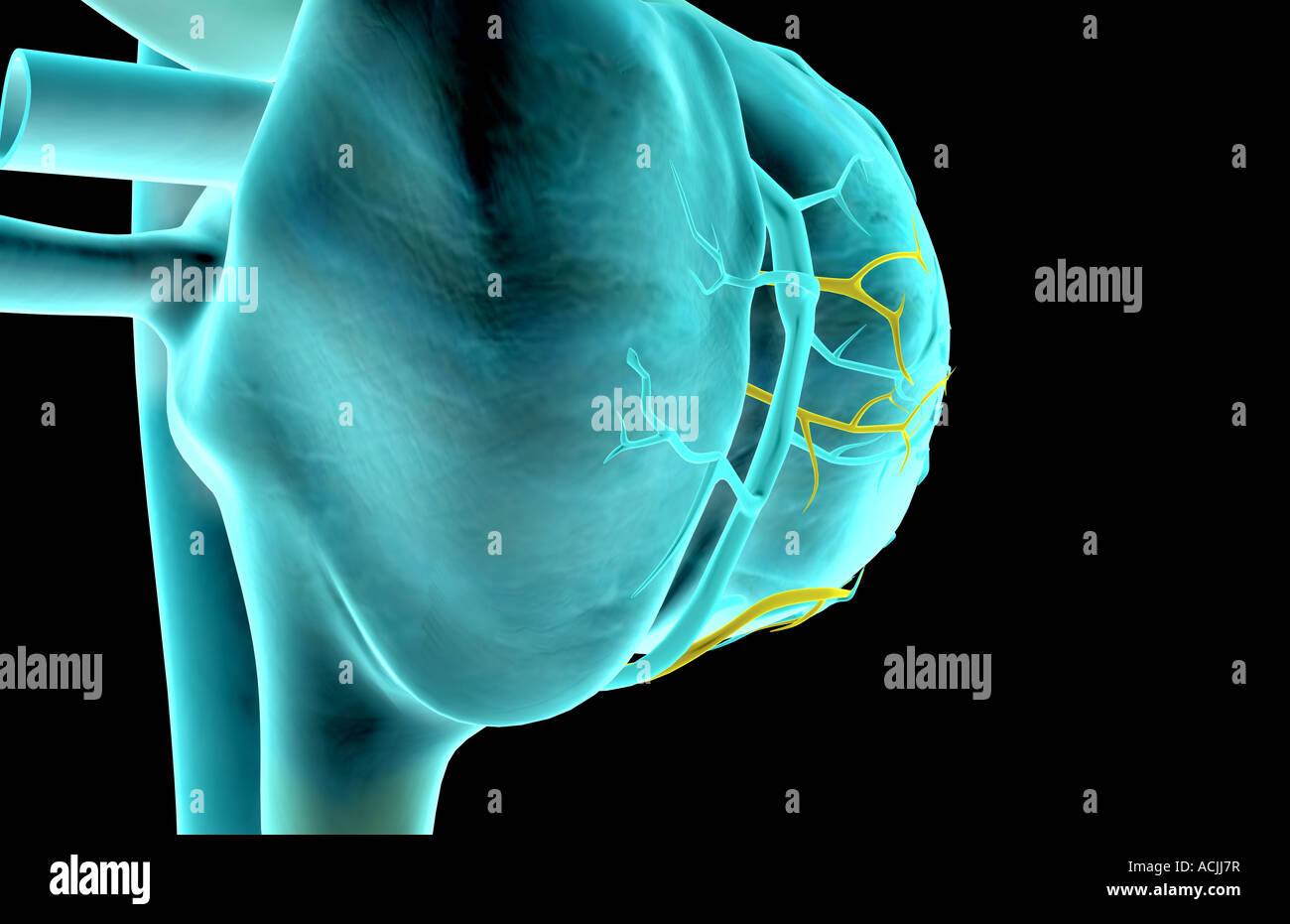Coronary sulcus hires stock photography and images Alamy