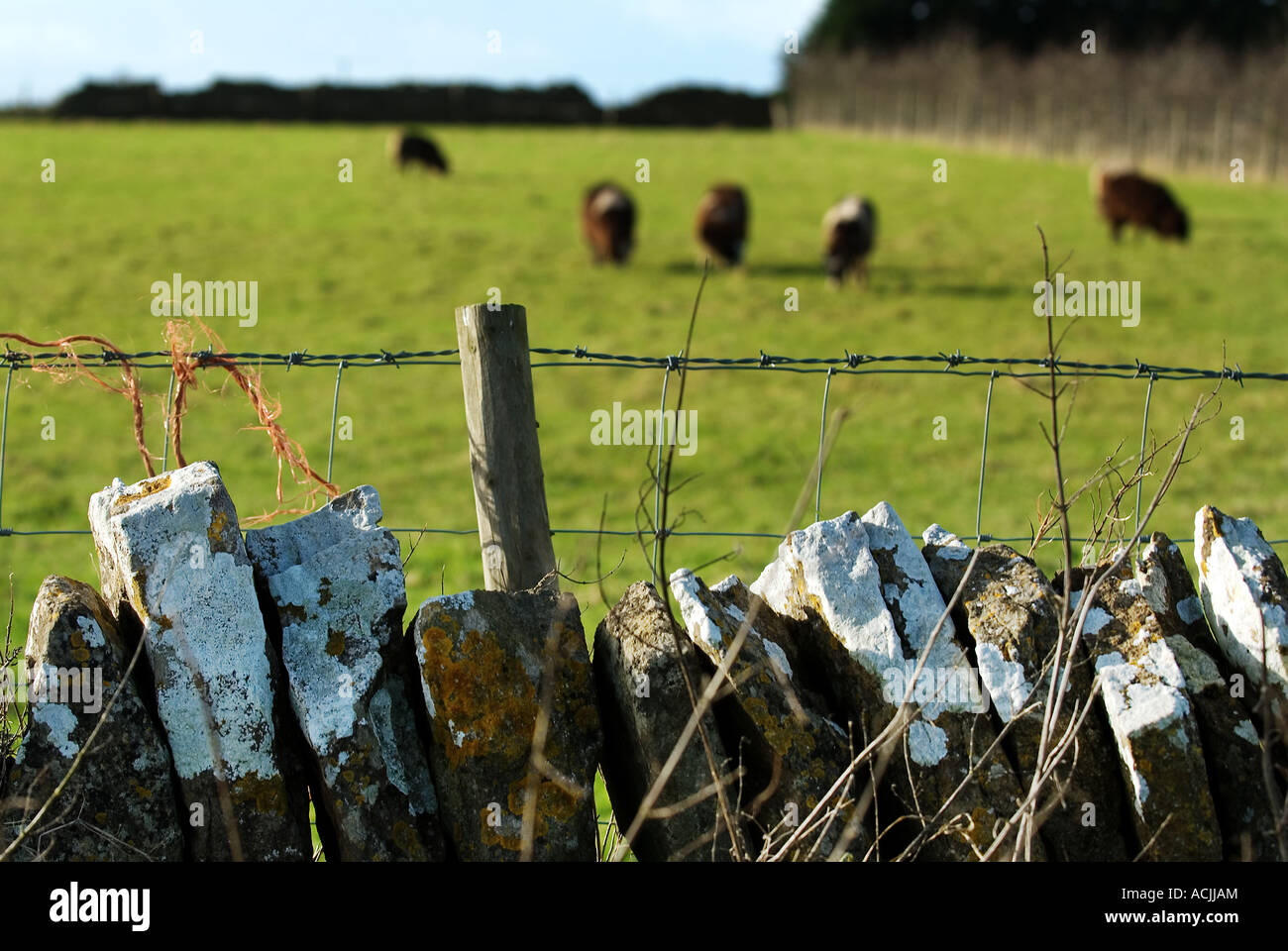 pic martin phelps 25 01 07 for bach homes marshfield south glos Stock