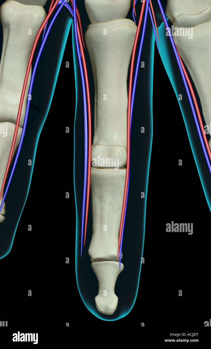The blood supply of the fingers Stock Photo
