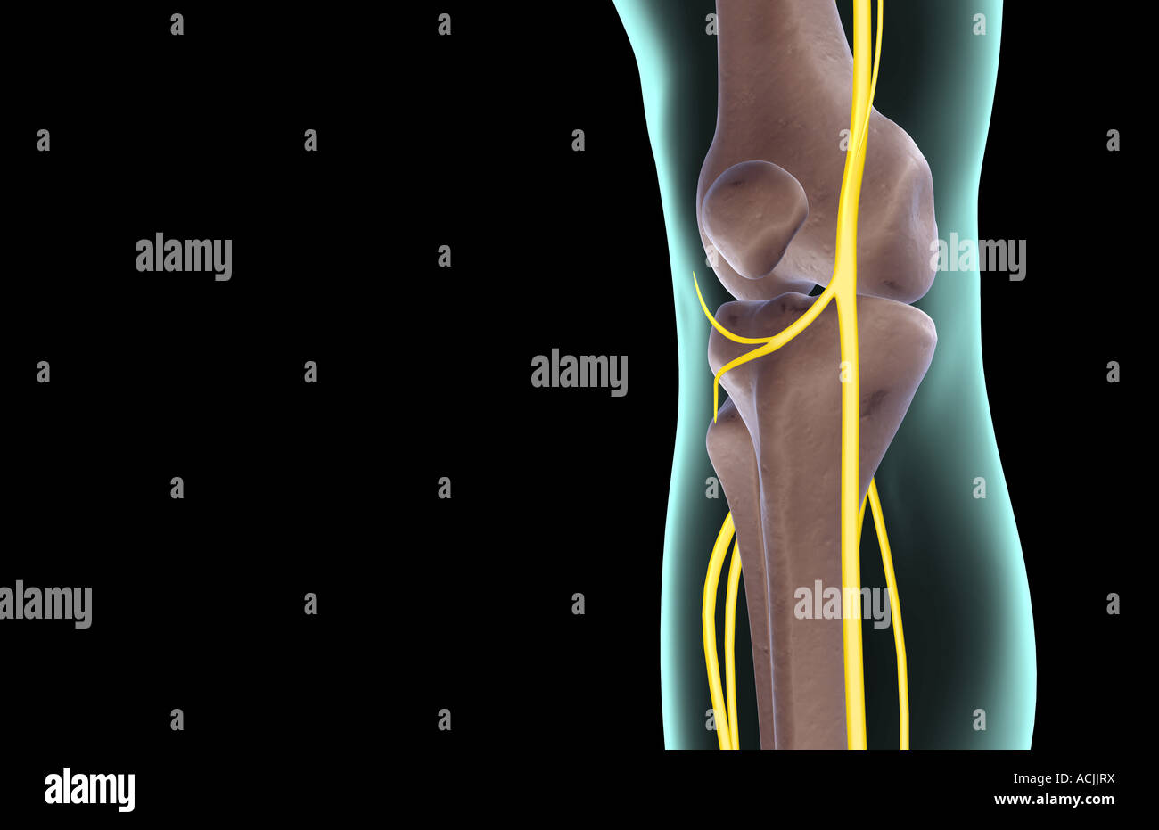 Nerves Knee Stock Photos & Nerves Knee Stock Images Alamy