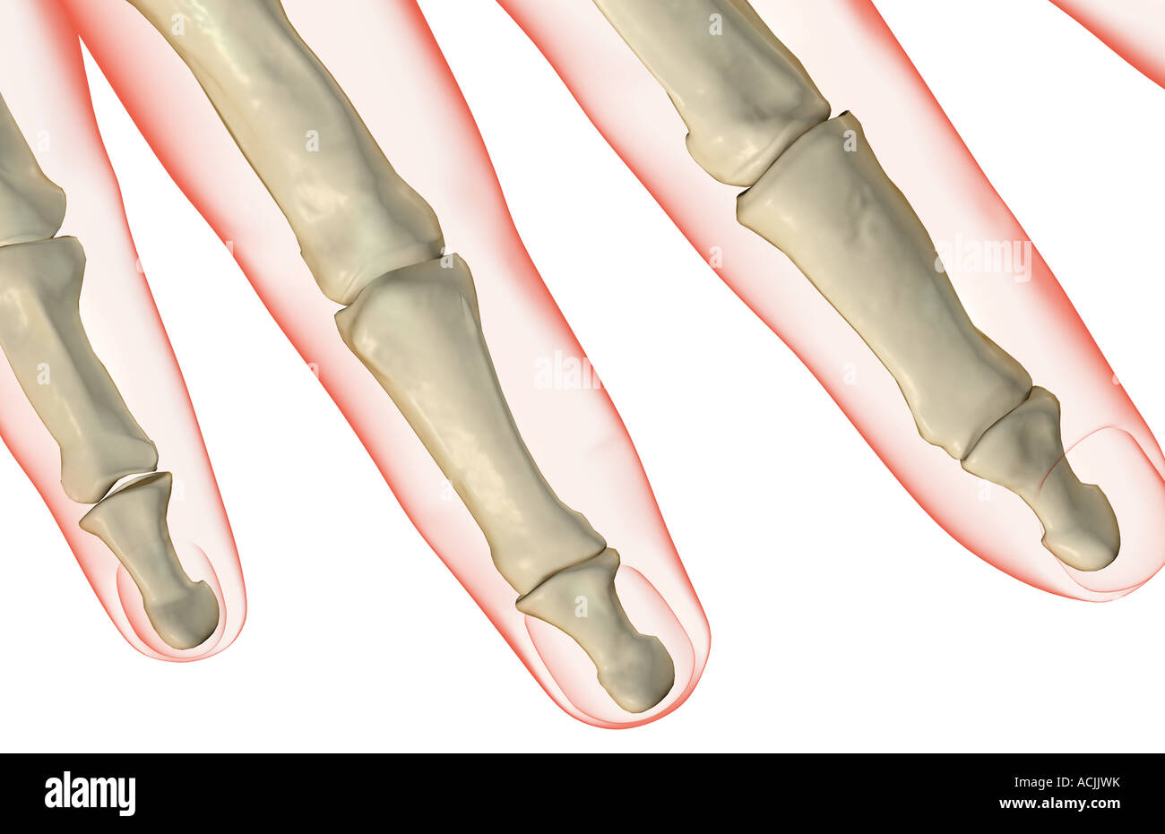 The bones of the fingers Stock Photo Alamy