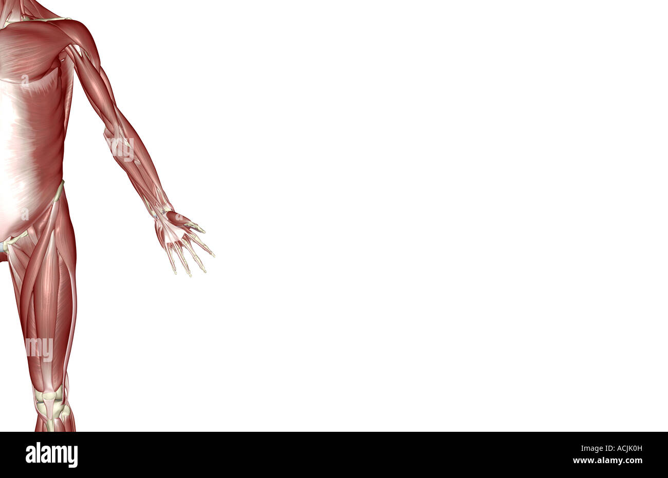 The muscles of the upper limb Stock Photo Biology Diagrams
