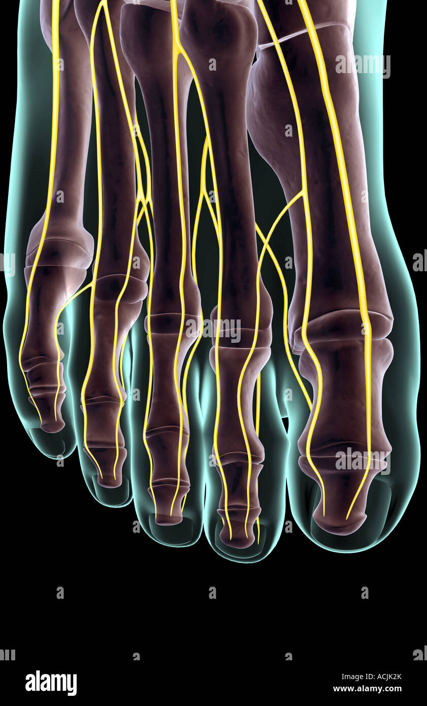 Dorsal digital nerves hi-res stock photography and images - Alamy