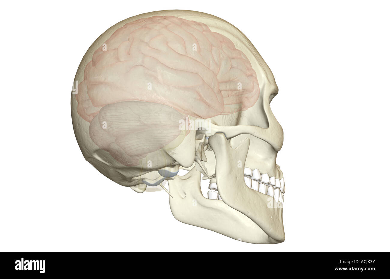 Human brain illustration colour Cut Out Stock Images & Pictures - Alamy