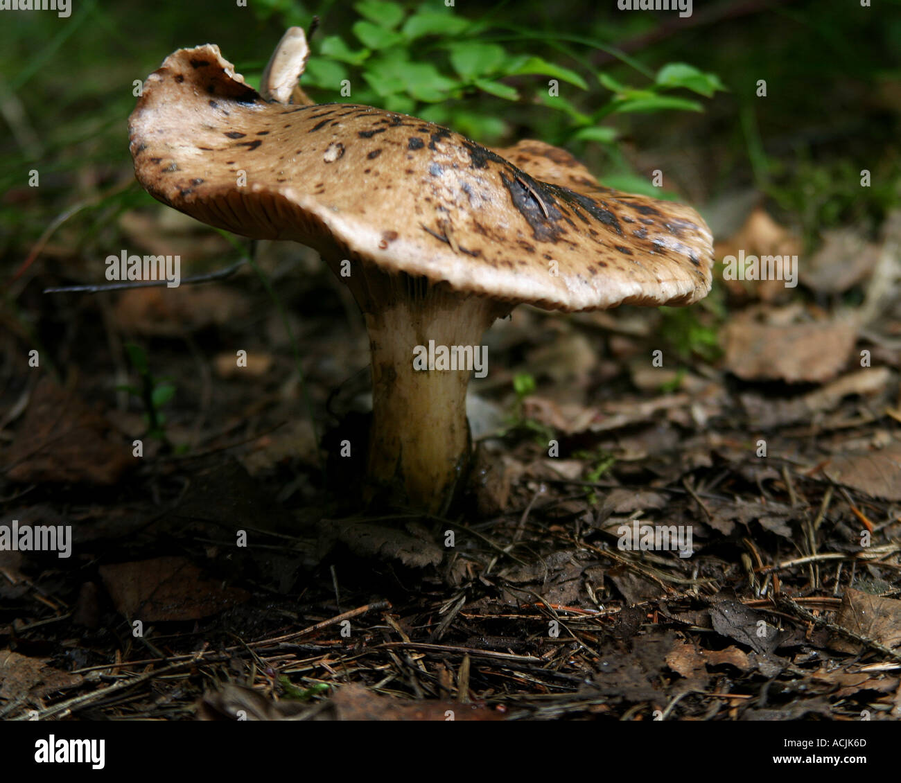 A mushroom growing wild in the forest Stock Photo - Alamy
