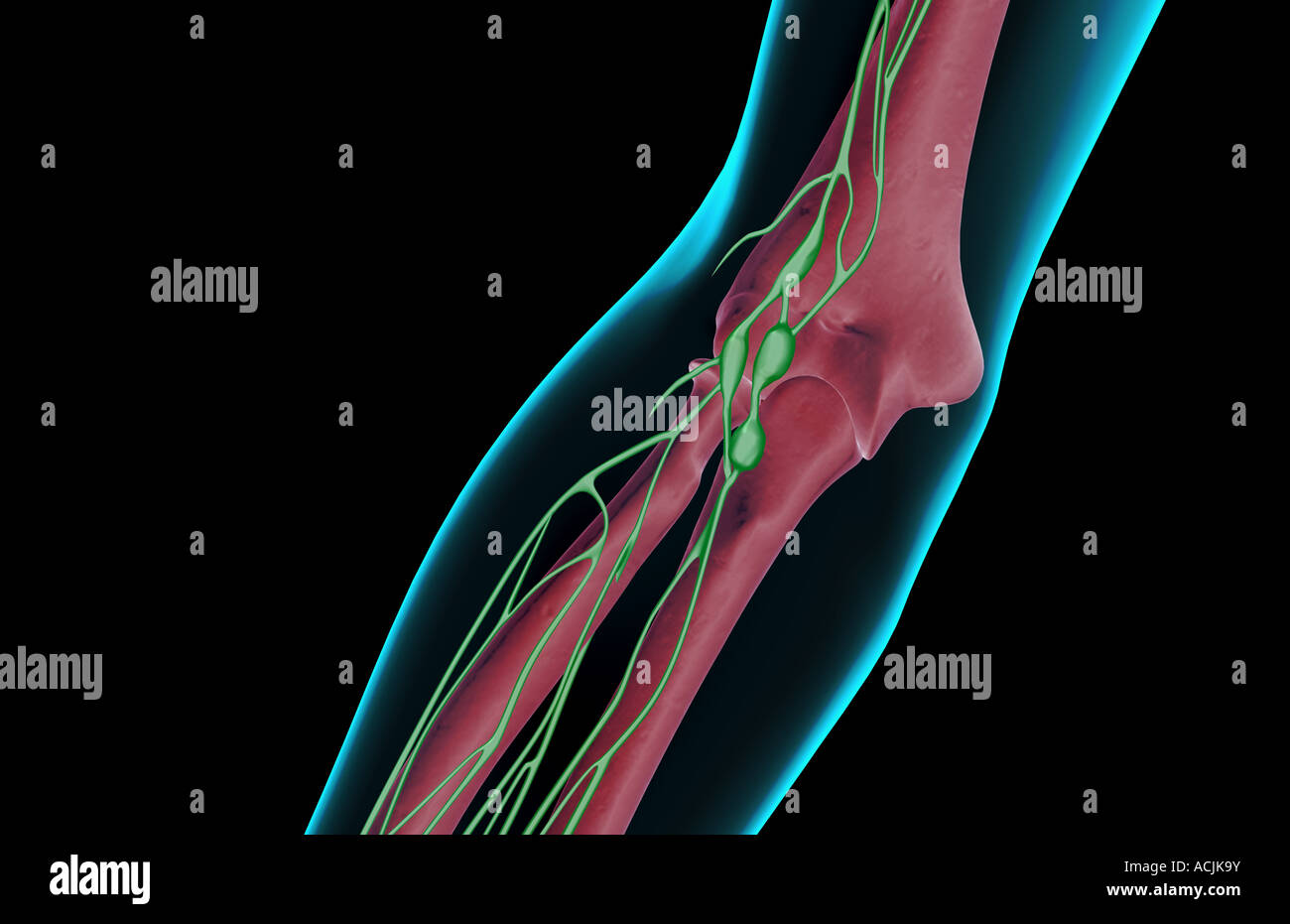 Are There Lymph Nodes In Inner Elbow
