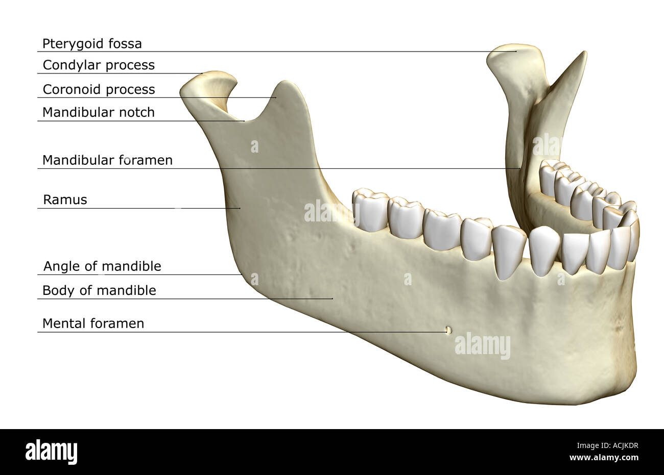 The jaw bone Stock Photo