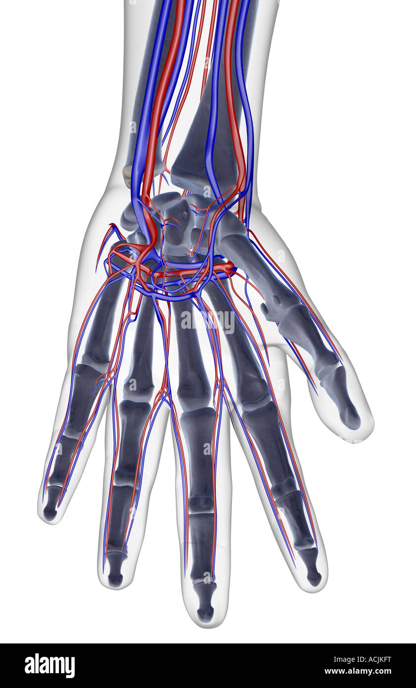 The blood supply of the hand Stock Photo
