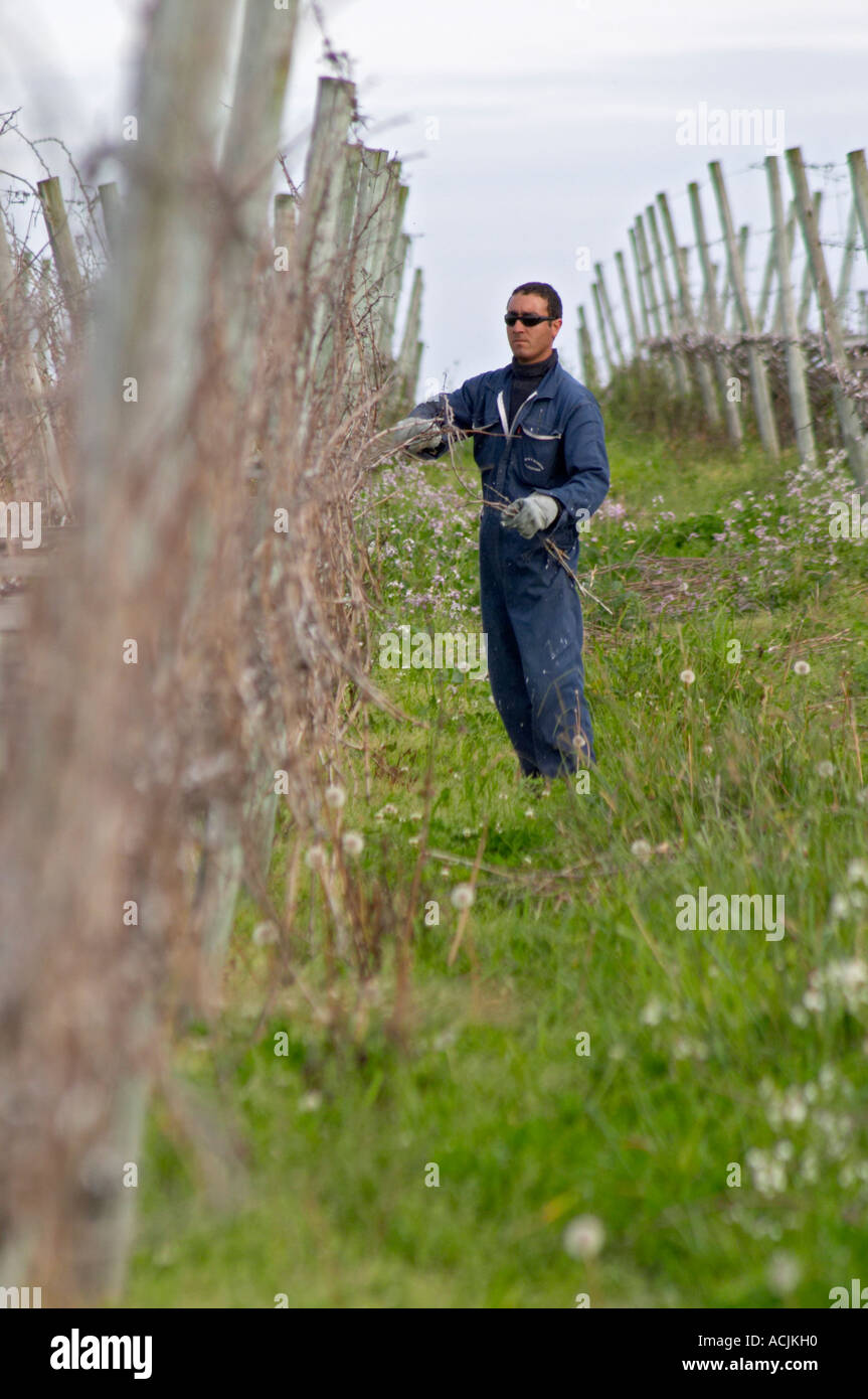 A vineyard worker doing winter pruning wearing sunglasses. Vinedos y Bodega Filgueira Winery, Cuchilla Verde, Canelones, Montevideo, Uruguay, South America Stock Photo