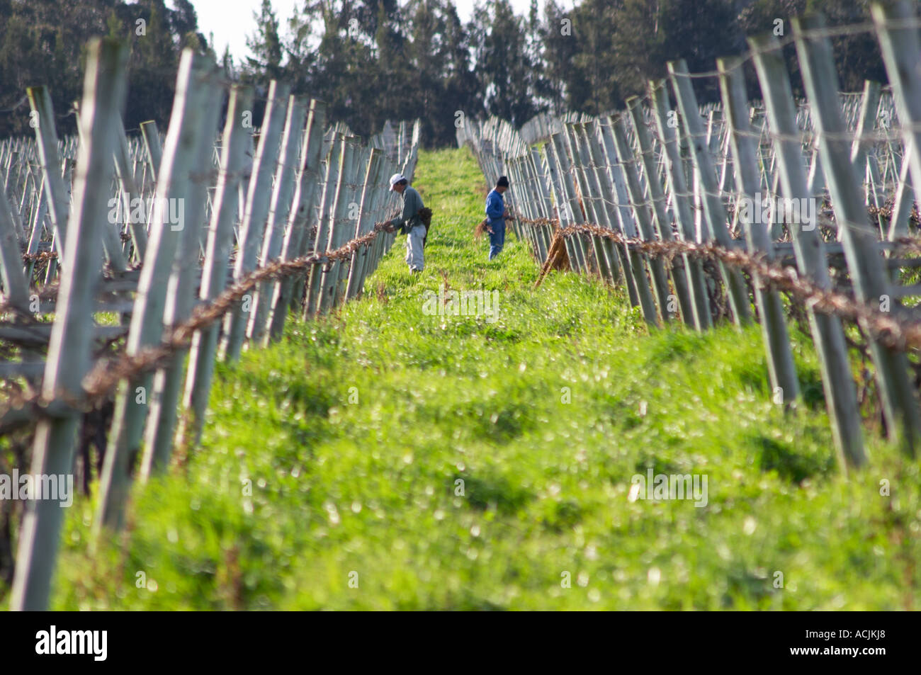 Two vineyard workers pruning the vines and tying up the branches. Vinedos y Bodega Filgueira Winery, Cuchilla Verde, Canelones, Stock Photo