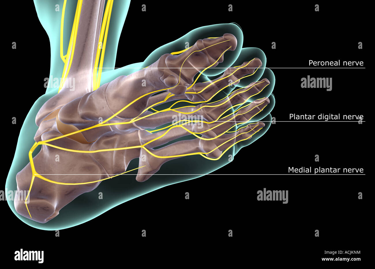 The Nerves Of The Foot Stock Photo Alamy