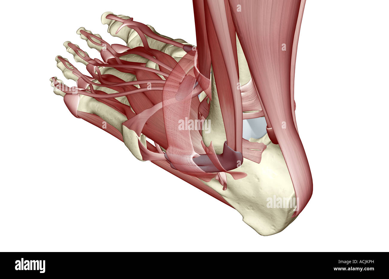 The muscles of the foot Stock Photo