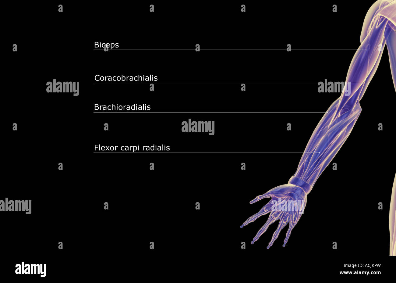 The muscles of the upper limb Stock Photo