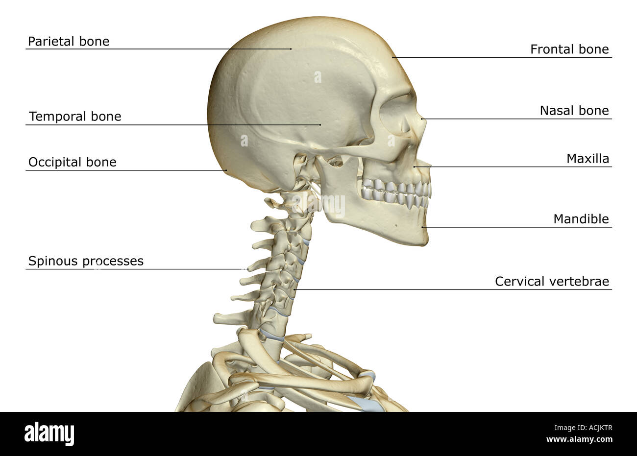 Smothered neck bones