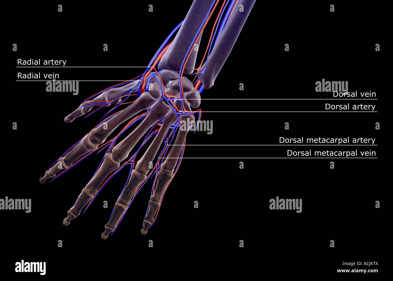 The blood supply of the hand Stock Photo