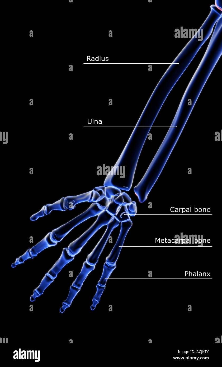 Forearm Bones High Resolution Stock Photography and Images - Alamy