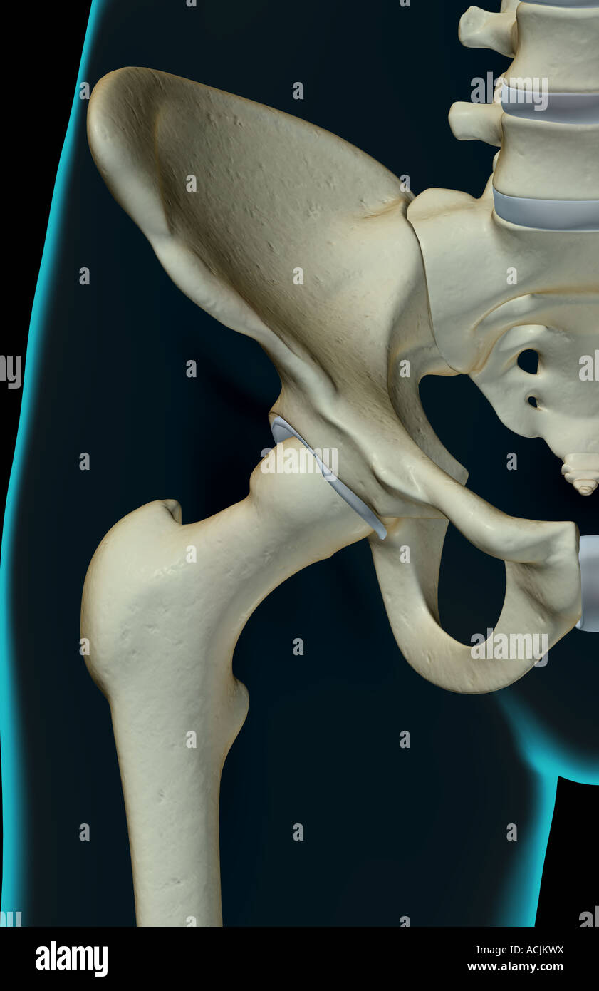 Iliac Crest High Resolution Stock Photography and Images - Alamy