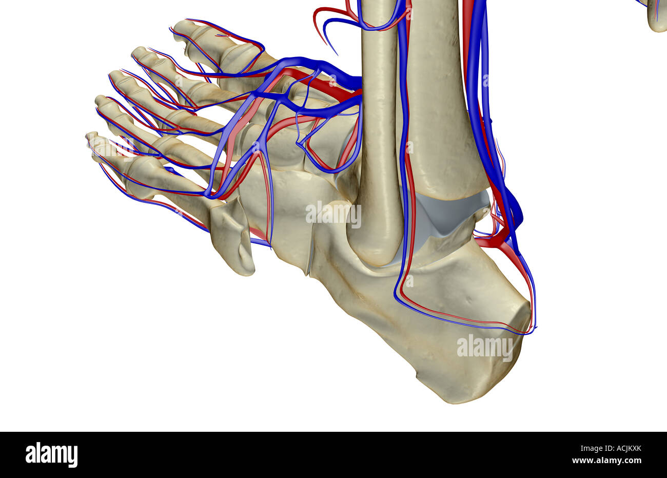 The blood supply of the foot Stock Photo Alamy