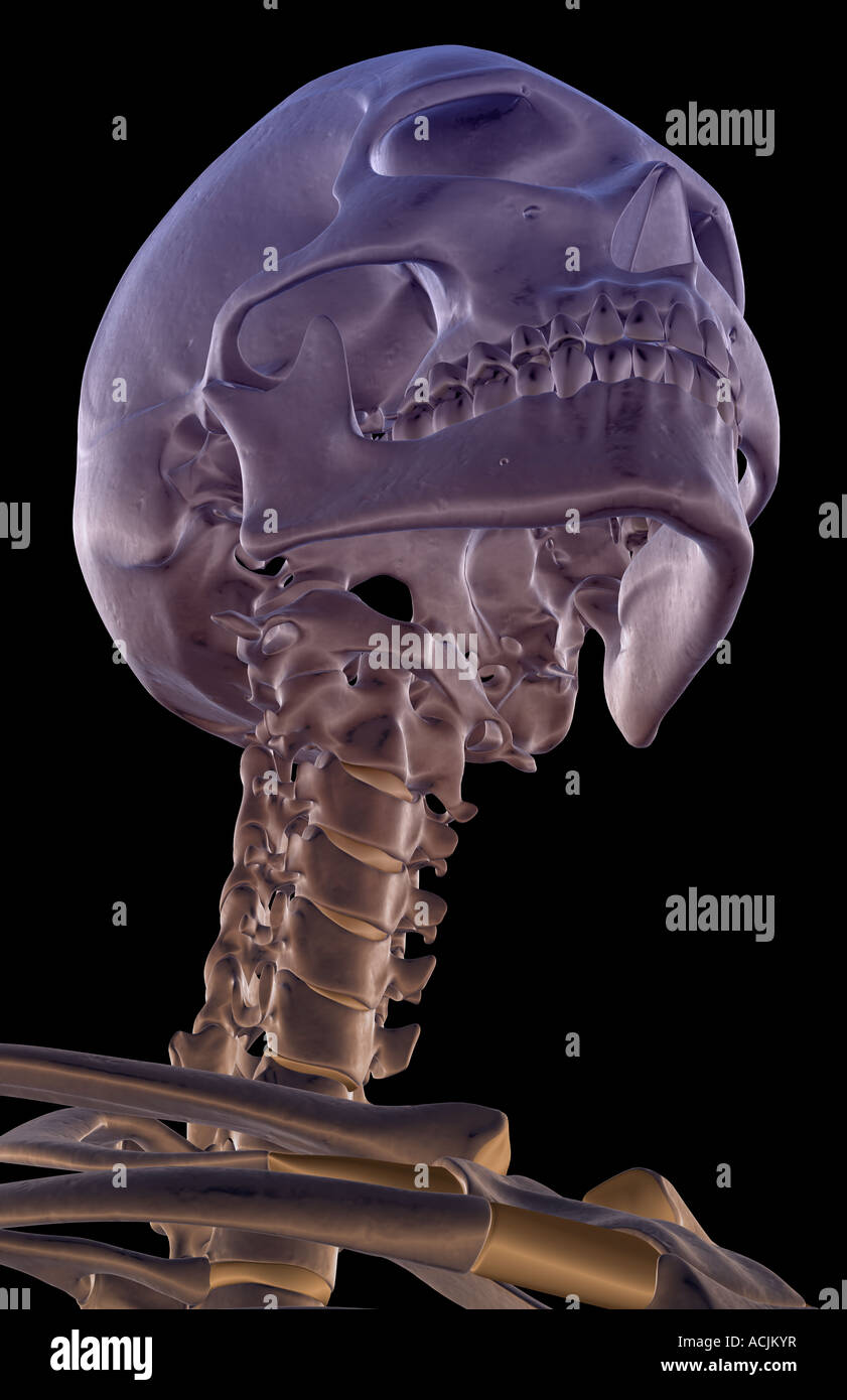 The bones of the head and neck Stock Photo