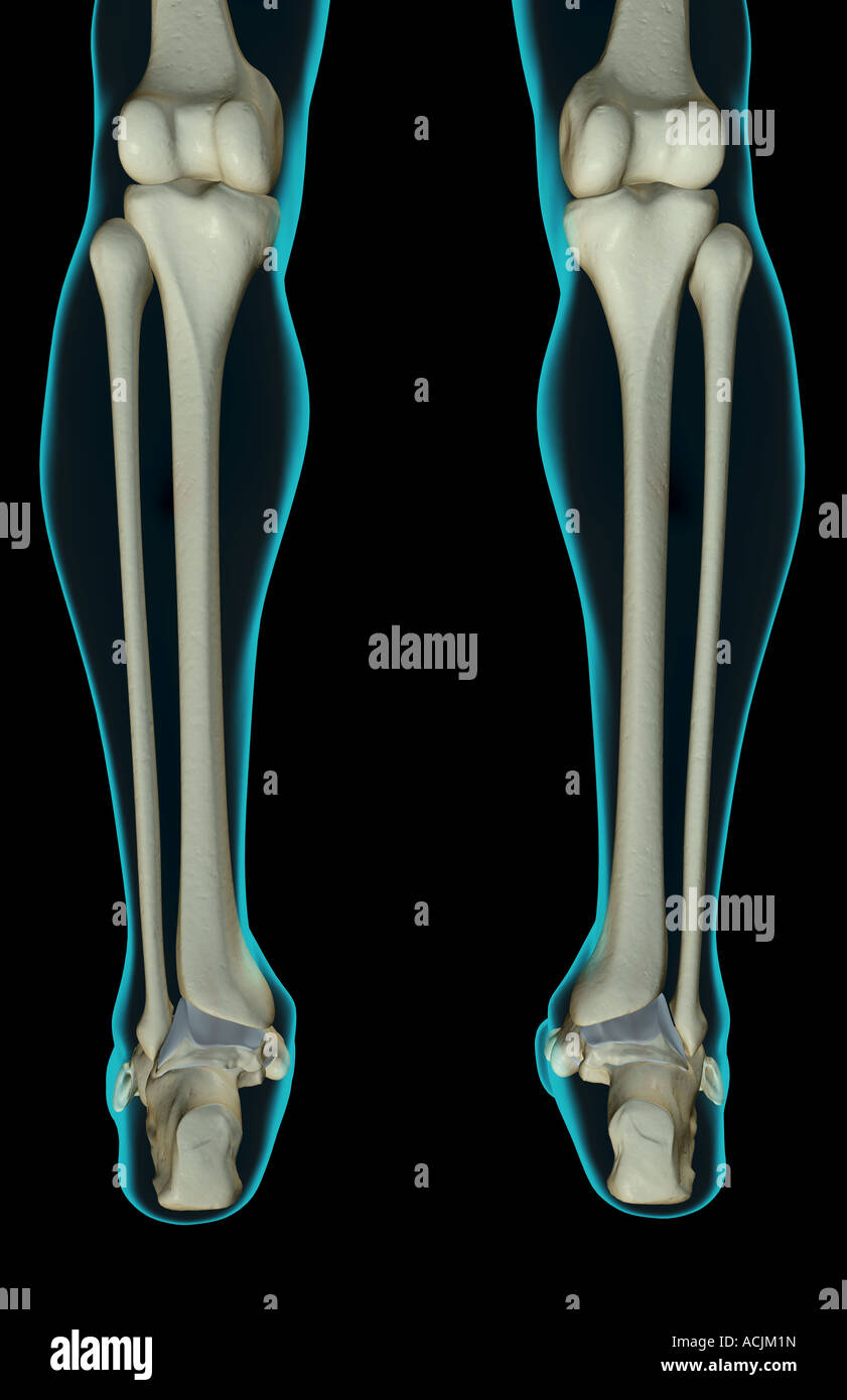 The bones of the leg Stock Photo - Alamy